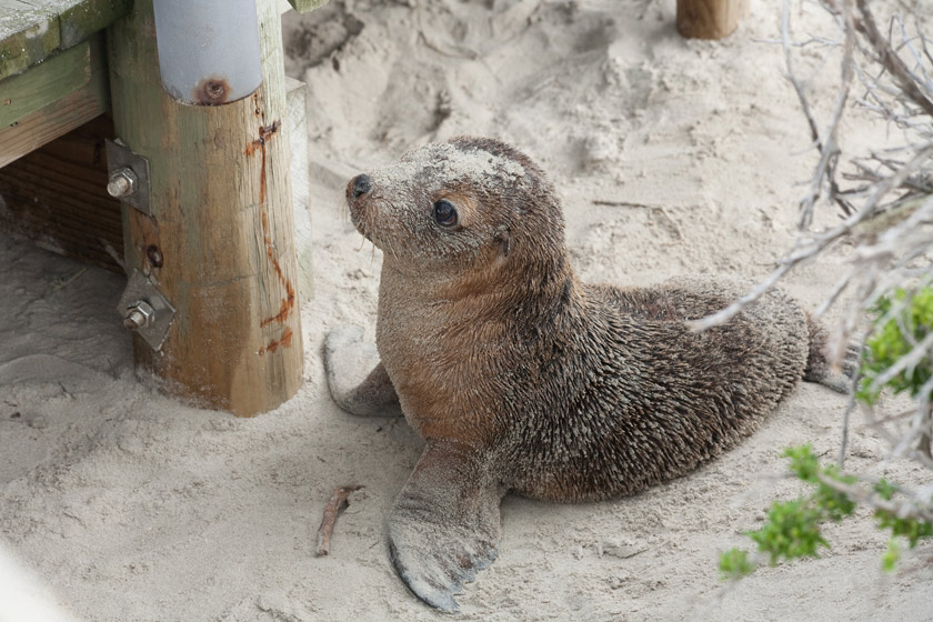 Seal Bay Kangaroo Island Australia